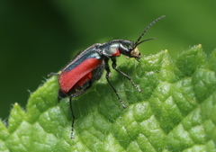 Malachius aeneus