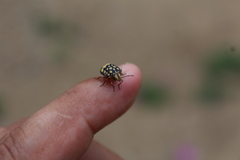 Orsilochides scurrilis