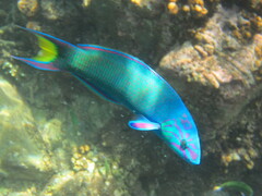 Thalassoma lunare