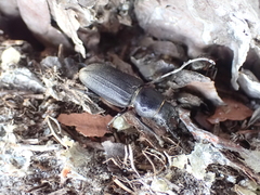 Spondylis buprestoides