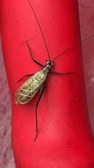 Oecanthus nigricornis
