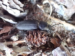 Spondylis buprestoides