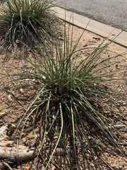 Hesperaloe