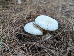 Lactifluus piperatus