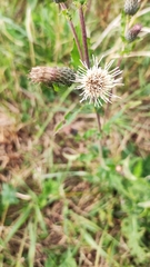 Cirsium × hybridum
