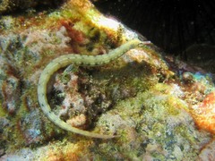 Corythoichthys haematopterus