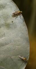 Poecilobothrus nobilitatus