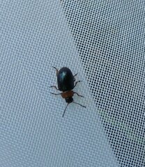 Gastrophysa polygoni