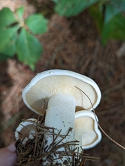 Lactifluus piperatus