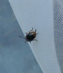 Gastrophysa polygoni