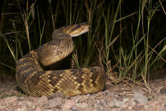 Crotalus molossus molossus