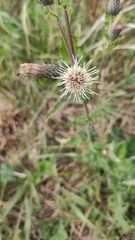 Cirsium × hybridum