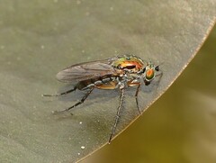 Poecilobothrus nobilitatus