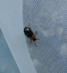 Gastrophysa polygoni