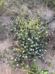 Euploca confertifolia