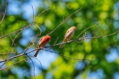 Haemorhous mexicanus