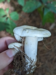 Lactifluus piperatus