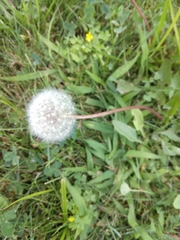 Taraxacum erythrospermum