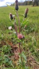 Cirsium × hybridum