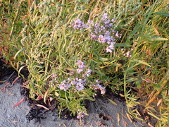 Tripolium pannonicum