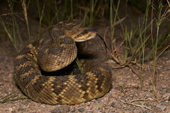 Crotalus molossus molossus
