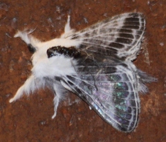 Tolype velleda