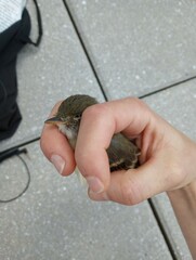 Empidonax