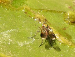 Poecilobothrus nobilitatus
