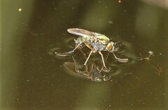 Poecilobothrus nobilitatus