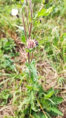 Cirsium × hybridum