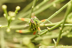 Hesperotettix viridis