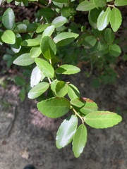 Ilex vomitoria