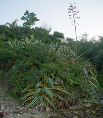 Agave americana