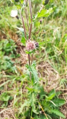 Cirsium × hybridum