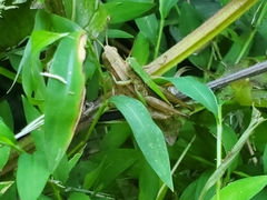 Dichromorpha viridis