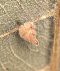 Caryomyia persicoides