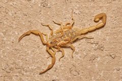 Centruroides sculpturatus
