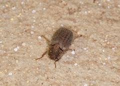 Scarabaeidae