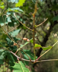 Callirhytis lanata