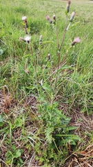Cirsium × hybridum