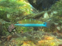 Thalassoma lunare