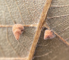 Caryomyia persicoides