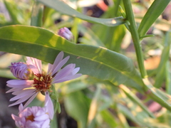 Tripolium pannonicum