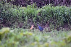 Porphyrio poliocephalus