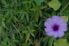 Ipomoea cairica