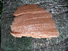 Homalium longistylum