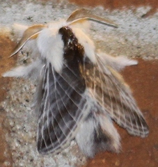 Tolype velleda
