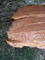 Homalium longistylum