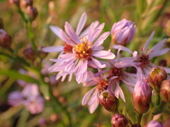 Tripolium pannonicum