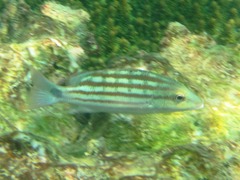 Lutjanus decussatus